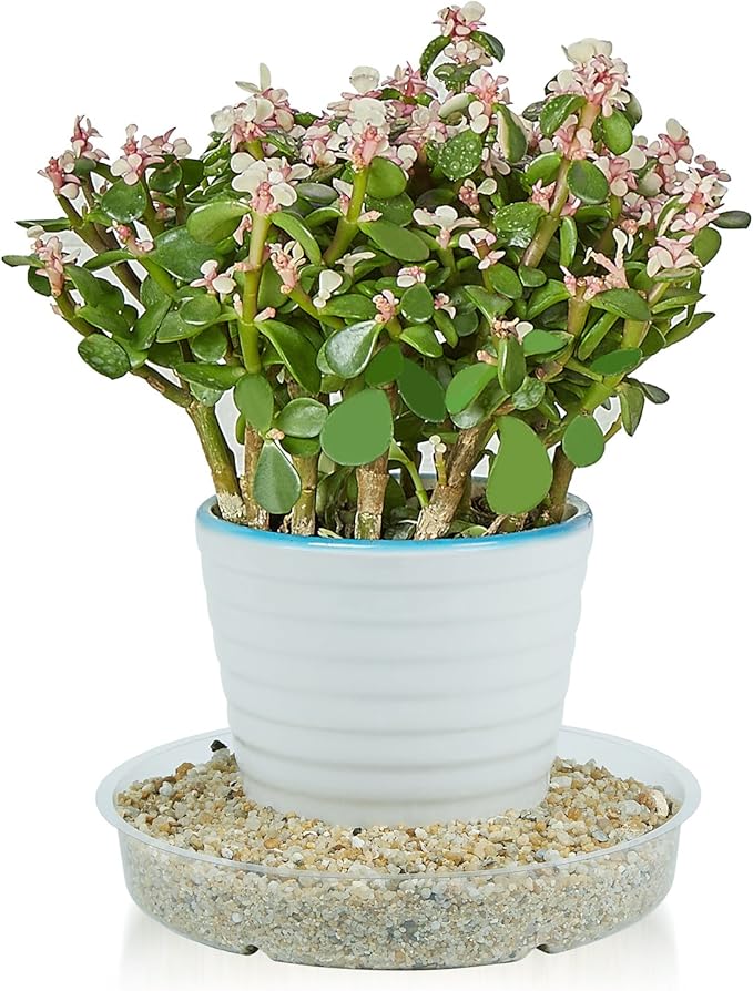 Idyllize 10 Pieces of 8 inch Clear Plastic Plant Saucer Drip Trays for pots (8")