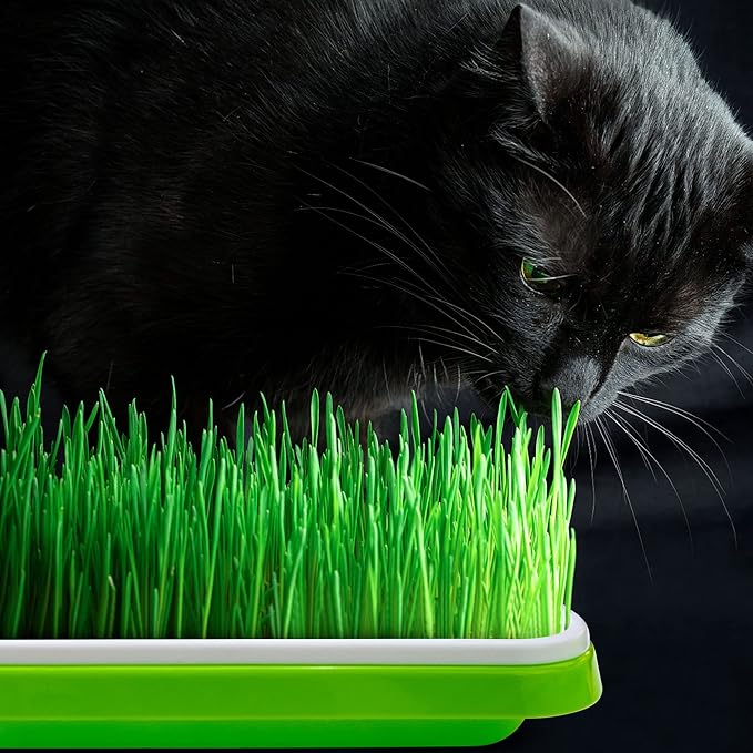 Pack 6 Seed Sprouter Tray with Drain Holes,Seed Germination Tray Kit BPA Free Nursery Trays,Soil-Free Big Capacity Healthy Wheatgrass Grower Sprouting Container Kit for Home