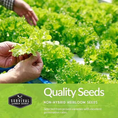 Cool Weather Garden Seeds Collection | Fall & Spring Planting – Grow Broccoli, Kale, Lettuce, Spinach & Cilantro | Cold Hardy Winter Vegetables – Survival Garden Seeds
