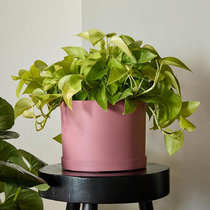 Bloem Mathers 8" Dusty Rose Round Modern Resin Garden Planter Pot with Drainage Holes and Removable Saucer Tray Included