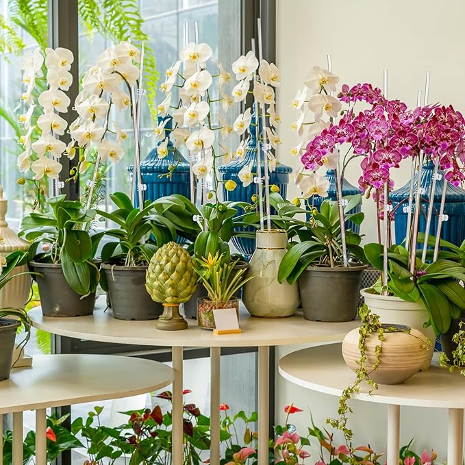 Mwellewm 16 Pcs Plant Stakes Orchid Stakes 16Inch & 11Inch Clear Acrylic Plant Sticks Plastic Plant Support Stakes for Indoor Outdoor Garden with 16 Plant Clips for Potted Plants Vegetables Flowers