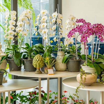 Mwellewm 16 Pcs Plant Stakes Orchid Stakes 16Inch & 11Inch Clear Acrylic Plant Sticks Plastic Plant Support Stakes for Indoor Outdoor Garden with 16 Plant Clips for Potted Plants Vegetables Flowers