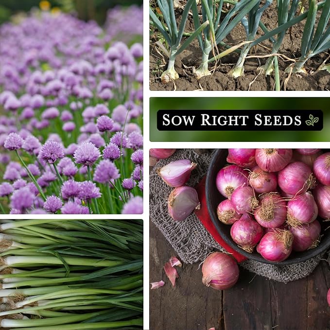 Sow Right Seeds - Onion Family Seed Collection for Planting - 6 Varieties of Chives and Onions - Hardy and Flavorful - Non-GMO Heirloom Packets with Instructions to Plant and Grow a Vegetable Garden