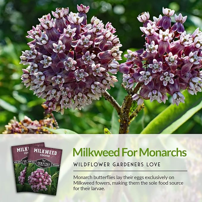 Common Milkweed Seeds for Planting - 2 Packets with Instructions Grow Asclepias Syriaca Wildflowers - Attract Monarch Butterflies & Help Conservation Non-GMO Heirloom Variety - Survival Garden Seeds