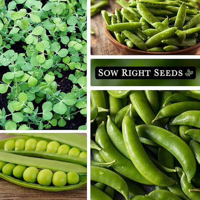 Sow Right Seeds - Sugar Snap Pea Seeds for Planting - Non-GMO Heirloom Peas to Grow in Vegetable Garden - High Yield Cool Season Crop - Packet with Instructions for Pea Plant Care (1)