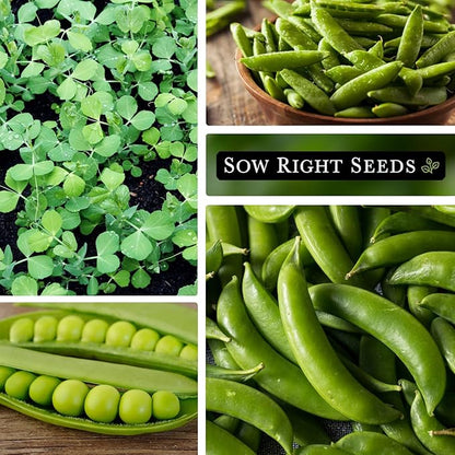 Sow Right Seeds - Sugar Snap Pea Seeds for Planting - Non-GMO Heirloom Peas to Grow in Vegetable Garden - High Yield Cool Season Crop - Packet with Instructions for Pea Plant Care (1)