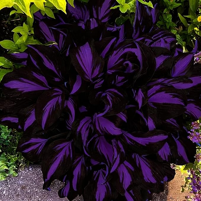 Mixed Hosta Seeds Collection(300+ Seeds),Variegated & Blue Foliage Shade Plants,Giant to Dwarf Perennial Ground Cover Seeds for Low Maintenance Garden