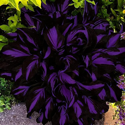 Mixed Hosta Seeds Collection(300+ Seeds),Variegated & Blue Foliage Shade Plants,Giant to Dwarf Perennial Ground Cover Seeds for Low Maintenance Garden