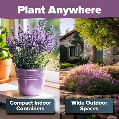 HOME GROWN Premium English Lavender Seeds -1,300 Herb Seeds,Wildflower Seed for Planting Indoor/Outdoor, High Germination,Plant Flower Seeds(Lavandula antustifolia)
