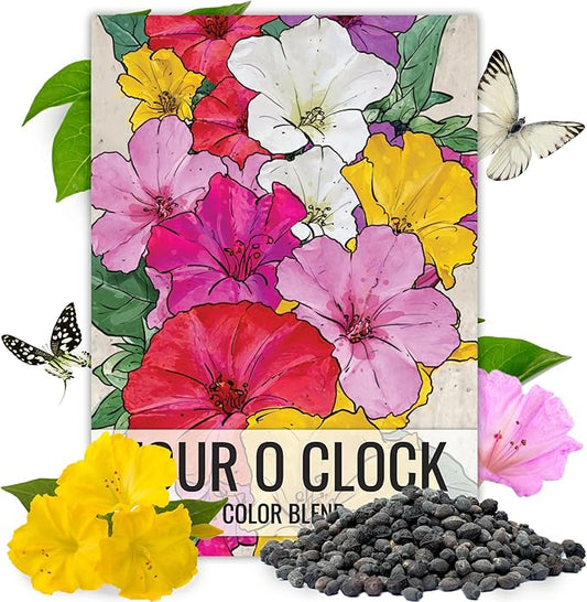 Seed Needs Four O' Clock Seeds Mixed Colors Annual Multicolored Blooms | 300+ Heirloom Seeds Mirabilis Jalapa Annuals Open Pollinated | Bulk Annual Flowering Seed Attracts Pollinators