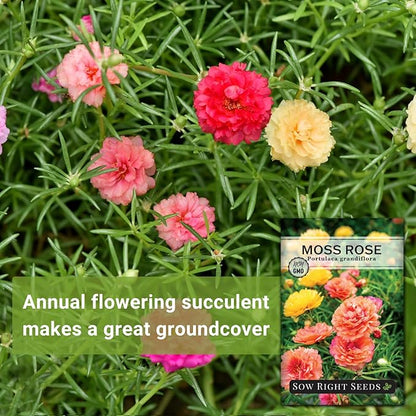 Sow Right Seeds - Moss Rose Seeds for Planting - Portulaca Grandiflora Mix - Double Flower Purslane - Non-GMO Heirloom Variety - Easy to Grow Outdoors - Colorful Annual for Garden & Containers (2)