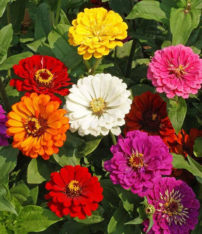 Zinnia California Giant Mix Nice Garden Flower Seeds by Seed Kingdom Bulk 5 Lb Seeds