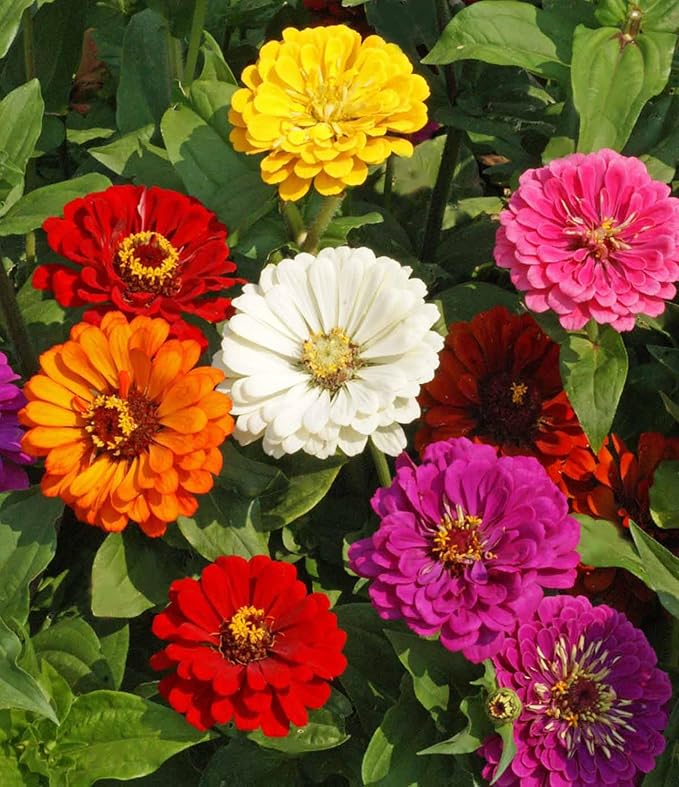 Zinnia California Giant Mix Nice Garden Flower by Seed Kingdom Bulk 5,000 Seeds