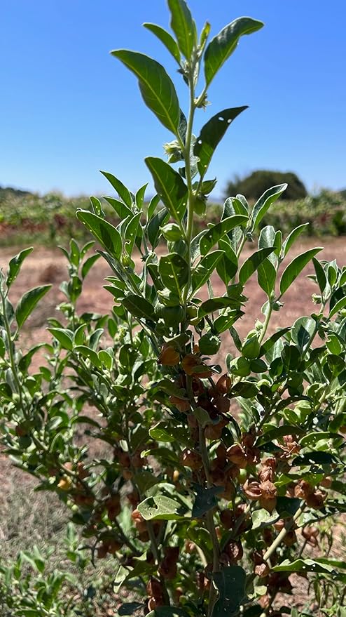 Plant Good Seed Organic Ashwagandha Seeds for Planting: Ayurveda Herb, White Roots - 80 Seed Packet