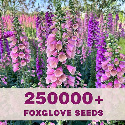 250,000+ Foxglove Seeds Bulk Pack - Tall Spire Blooms, Mixed Colors for Garden Borders, Easy Planting for Home Gardening - Ideal for Backyard Flower Beds, Landscaping, and Pollinator-Friendly Gardens