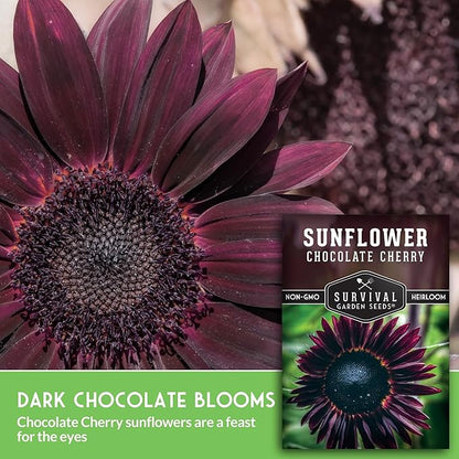 Chocolate Cherry Sunflower Seeds for Planting | Rare Burgundy Black Blooms, 6-7ft Giant Non-GMO Heirloom Flower - Survival Garden Seeds (3 Packs)