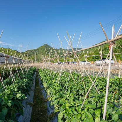 Plant Stakes, 4.8 FT Natural Bamboo Garden Stakes, 20Pcs Plant Stakes,Bamboo Sticks for Tomato,Beans,Vegetable and Climbing Plants
