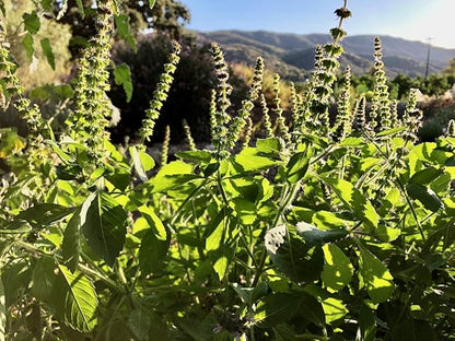 Plant Good Seed Organic Kapoor Holy Basil Seeds - Pack of 200 Heirloom Seeds for Planting Herbs, Tulsi - Gardening Supplies, Vegetables, Flower, Herb, Garden Seeds - Non-GMO, from USA