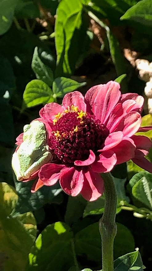 Plant Good Seed Organic Queeny Red Lime Zinnia Seed - Pack of 100 Heirloom Seeds for Planting Flowers, Gardening Supplies, Wildflower, Flower Seeds to Plant - Non-GMO, Open Pollinated, from USA