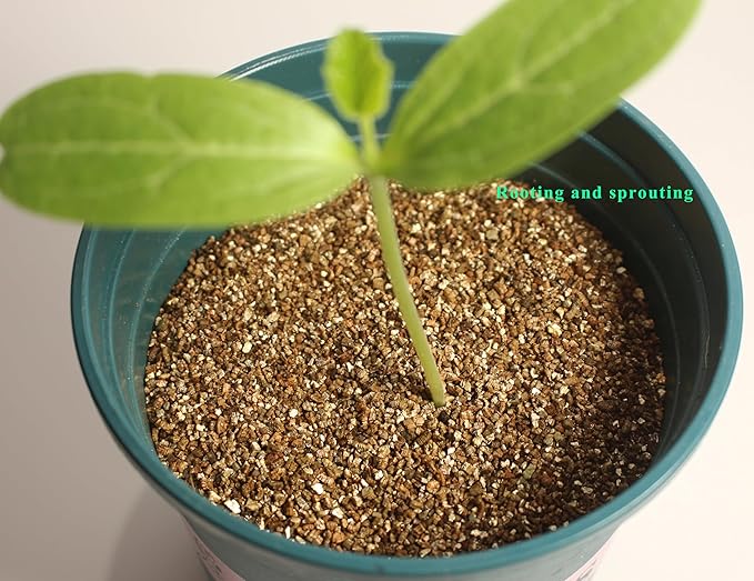 2QT Organic Vermiculite, Horticultural Vermiculite for Plants, Soil Additive for Potted Plants, Vermiculite Coarse Hydroponic for Succulent Orchid Gardening Reptiles