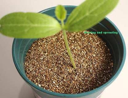 2QT Organic Vermiculite, Horticultural Vermiculite for Plants, Soil Additive for Potted Plants, Vermiculite Coarse Hydroponic for Succulent Orchid Gardening Reptiles