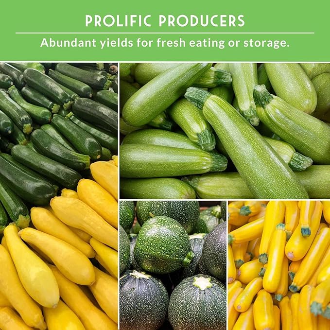 Survival Garden Seeds Zucchini & Squash Collection Seed Vault - Non-GMO Heirloom Seeds for Planting Vegetables - Assortment of Golden, Round, Grey, Black Beauty Zucchinis, Straight Neck Summer Squash