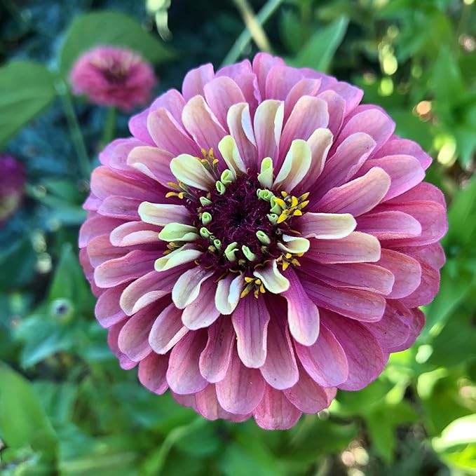 Plant Good Seed Organic Queeny Red Lime Zinnia Seed - Pack of 100 Heirloom Seeds for Planting Flowers, Gardening Supplies, Wildflower, Flower Seeds to Plant - Non-GMO, Open Pollinated, from USA