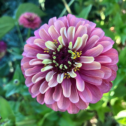 Plant Good Seed Organic Queeny Red Lime Zinnia Seed - Pack of 100 Heirloom Seeds for Planting Flowers, Gardening Supplies, Wildflower, Flower Seeds to Plant - Non-GMO, Open Pollinated, from USA