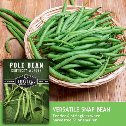 Kentucky Wonder Pole Bean Seed for Planting - 1 Packet with Instructions to Plant and Grow Green Snap Beans in Your Home Vegetable Garden - Non-GMO Heirloom Variety - Survival Garden Seeds