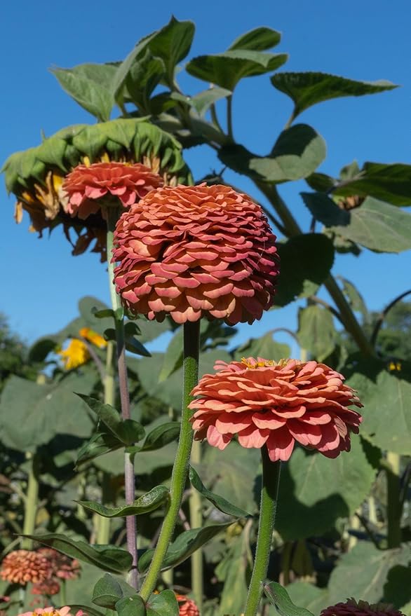 Plant Good Seed Organic Oklahoma Salmon Zinnia Seeds for Planting: Medium Double/Semidouble Flowers, Pink Orange Blossoms - 100 Seed Packet