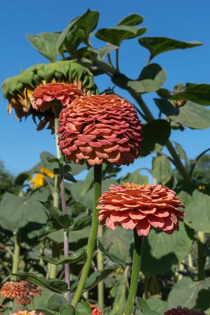 Plant Good Seed Organic Oklahoma Salmon Zinnia Seeds for Planting: Medium Double/Semidouble Flowers, Pink Orange Blossoms - 100 Seed Packet