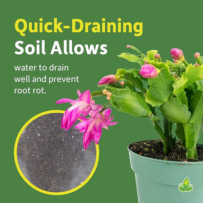 Josh's Frogs Holiday/Christmas Cactus Soil (1 Quart)