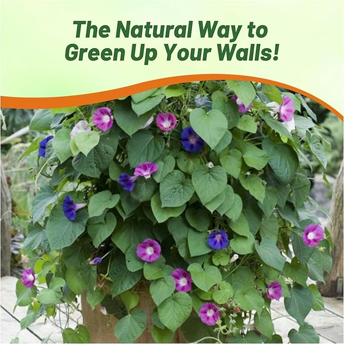 Outsidepride 250 Seeds Annual Ipomoea Purpurea Morning Glory Fieldgrown Climbing Vine Flower Seeds for Planting