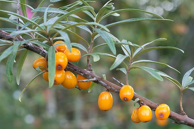 Sea Buckthorn 100 Seeds (Hippophae rhamnoides) Heirloom - Open Pollinated