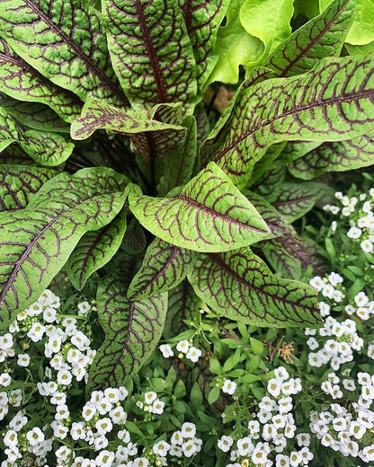 Indian Sorrel Seeds for Planting, Fast Germination & High Yield, Hardy & Nutrient-Rich, Ideal for Home Garden, Pots & Outdoor Growing, Easy to Cultivate & Low Maintenance, Thrives in All Climates
