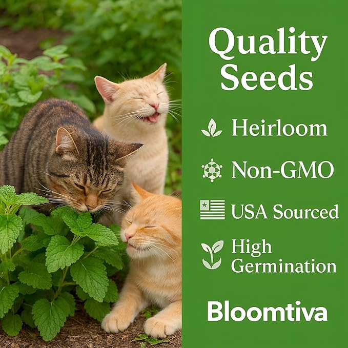 Catnip Seeds for Planting Indoors and Ourdoors - 𝗡𝗢𝗡-𝗚𝗠𝗢 Cat Nip Seeds (Bulk Pack) Heirloom Herb - Made in 𝗨𝗦𝗔 - High Germination Rate - Plants for Cats and Humans (Nepeta Cataria)