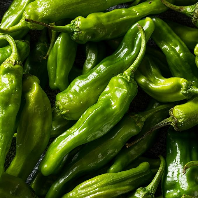 Shishito Pepper 70 Seeds, Japanese Heirloom Peppers, Shishitōgarashi, Non-GMO Japanese Wrinkled Pepper, 꽈리고추