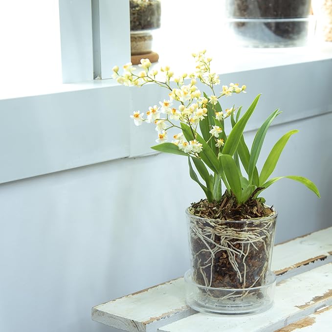 Phoenix Vine 3.5 Inch Clear Acrylic Planter Pot with Tray, Orchid Pot with Drainage Holes, Deep Saucer for Bottom Watering, Transparent Containers for Indoor Plants, Herbs, Set of 3, 91-A-D-3