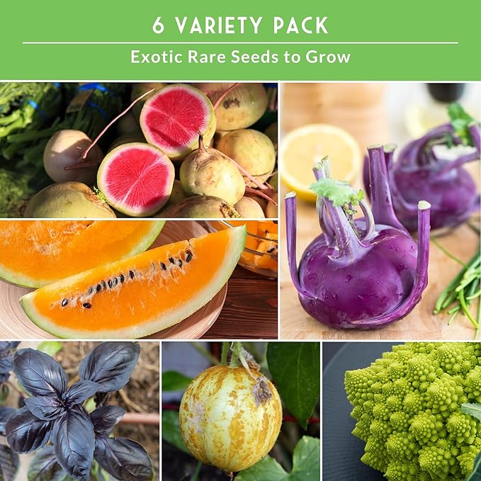 Rare Exotic Vegetable & Fruit Seeds for Planting – 6 Variety Heirloom Pack with Romanesco, Lemon Cucumber, Watermelon Radish & More by Survival Garden Seeds