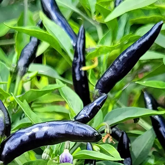 KVITER 30 Black Cobra Chilli Hot Pepper Seeds (Capsicum Annuum) – Goats Weed Pepper Heirloom Seeds, Organic Pepper Garden Seeds – Perfect Vegetable Seeds for Planting Outdoors & Indoor Garden