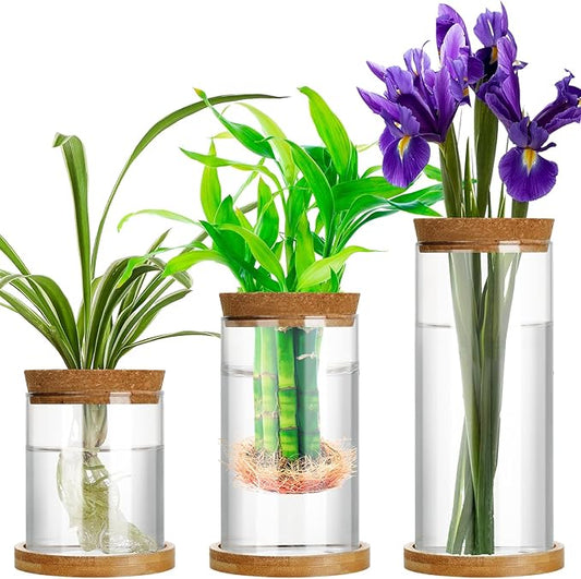 Maxcheck 3 Pcs 3 Sizes Plant Propagation Station Separated Glass Plant Terrarium Water Hydroponic Planter Holder with Lid and Wooden Stand Propagation Vase Pot for Home Indoor Office(Various Sizes)