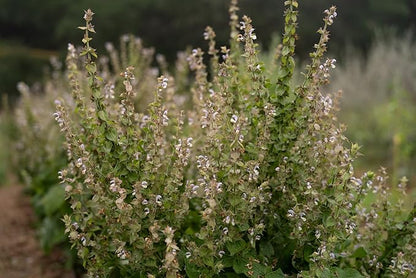Plant Good Seed Organic Clary Sage Seeds for Planting: Herb for Cosmetics, Fragrant Purple Flowers - 50 Seed Packet