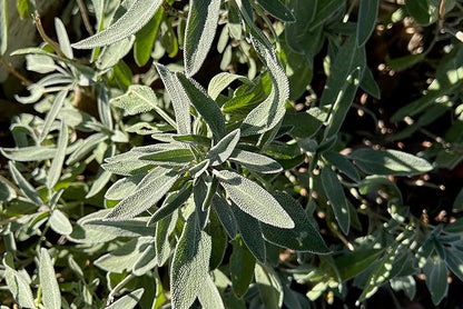 Plant Good Seed Organic Common/Culinary Sage Seeds for Planting: Culinary Herb, Green Leaves and PurpleFlowers - 58 Seed Packet