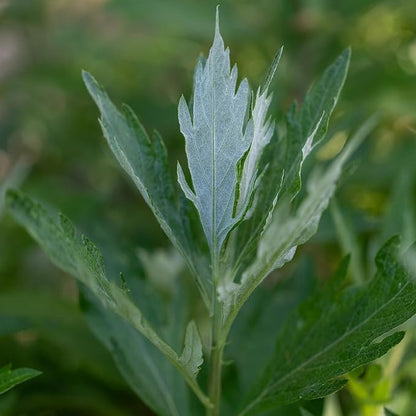 Plant Good Seed California Natives Seeds for Planting - 8 Packet Collection - Sage, Yarrow, Nettle, Poppy, Lupine, Mugwort, Hyssop - Wildflower Variety Pack