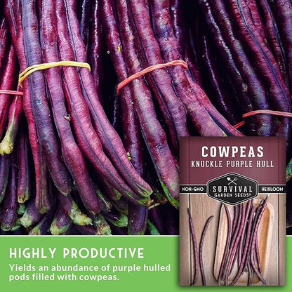Knuckle Purple Hull Pea Seeds for Planting – Heirloom Southern Field Peas – Drought-Tolerant, High-Yield Crowder-Type Cowpea for Home Gardens – Survival Garden Seeds (5 Pack)