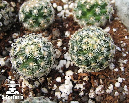 Chunky Perlite Bulk, Horticultural Pearlite Coarse Perlite for Plants Indoor, Additive Conditioner Mix, Improve Drainage and Ventilation, Help Root Growth (4-8mm, 10qt)