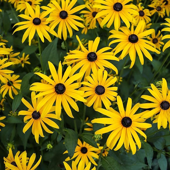 Black Eyed Susan Seeds, 7500+ Perennial Flower Seed to Plant Indoor & Outdoor, Attract Pollinators | Non-GMO | Heirloom Wildflowers Seeds, USDA Zone 3-9