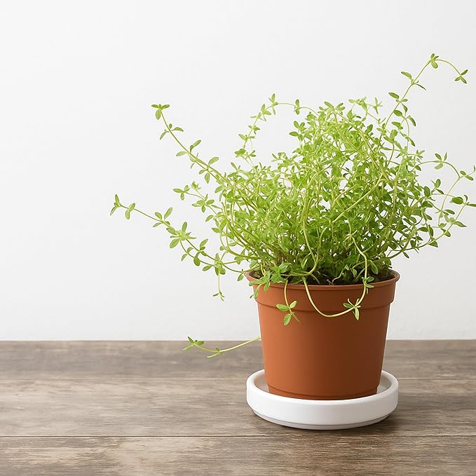 D'vine Dev Modern Round 3.7 Inch Ceramic Plant Pot Saucer, Planter Pot Drainage Tray for Indoor Plants, Matte White, 97-T-A-1