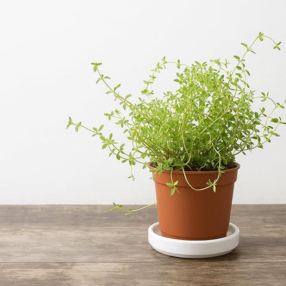D'vine Dev Modern Round 3.7 Inch Ceramic Plant Pot Saucer, Planter Pot Drainage Tray for Indoor Plants, Matte White, 97-T-A-1