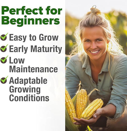 HOME GROWN Non GMO Golden Bantam Corn 1 Pack 100 Heirloom Vegetable Seeds Grow Sweet Corn Outdoors Easy for Beginners & Great for Home Gardeners High Germination (Zea mays)